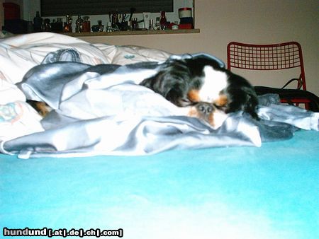 King Charles Spaniel Schnucki