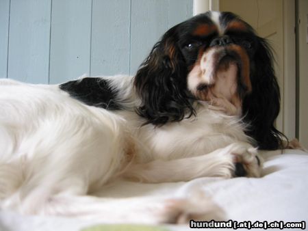 King Charles Spaniel Sergio