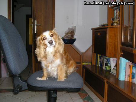 King Charles Spaniel Meine Mausi ein gelungener Mix