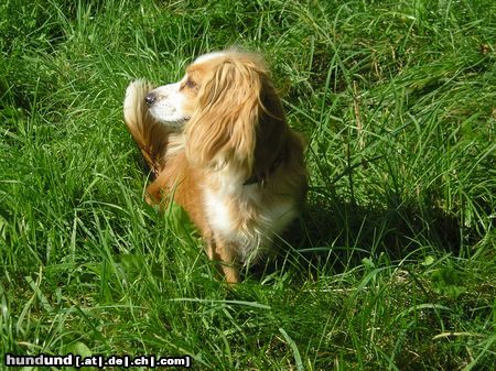 King Charles Spaniel Hübscher KingCharles-Mix Mausi