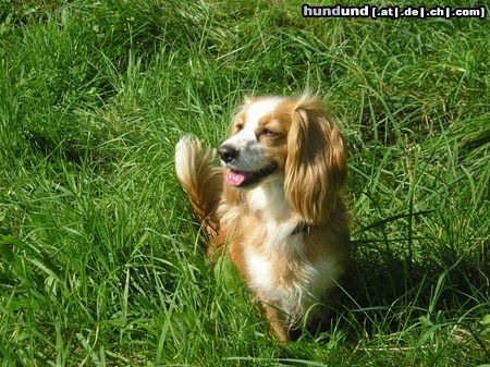 King Charles Spaniel Hübscher KingCharles-Mix Mausi