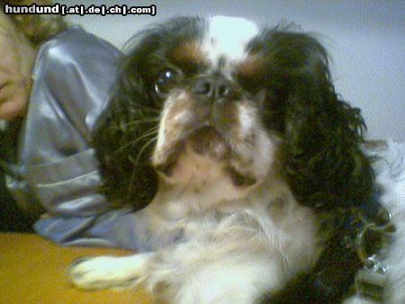 King Charles Spaniel Louis Schnucki