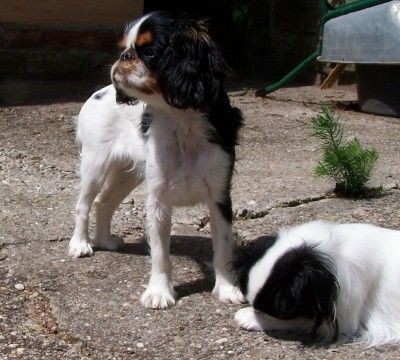 King Charles Spaniel Tilly Tizian Bedit, Besitzer: Silvia D`Elicio