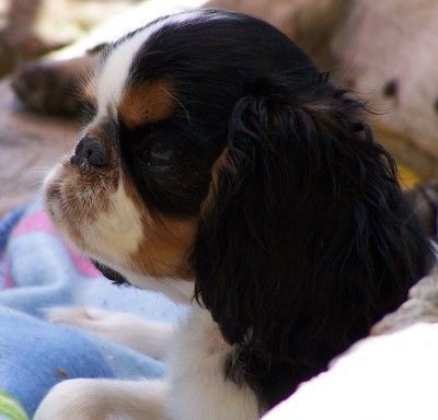 King Charles Spaniel Tilly Tizian Bedit, Besitzer: Silvia D`Elicio