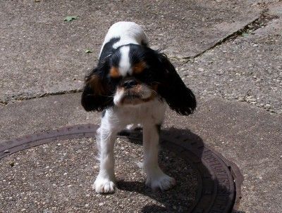 King Charles Spaniel Tilly Tizian Bedit, Besitzer: Silvia D`Elicio