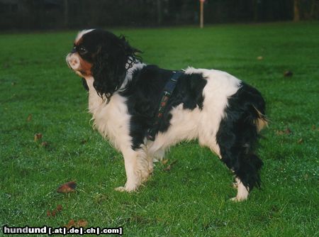 King Charles Spaniel Ollie