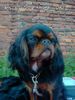 King Charles Spaniel Hund