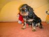 King Charles Spaniel Hund