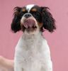 King Charles Spaniel Hund