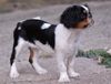 King Charles Spaniel Hund