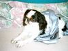 King Charles Spaniel Hund