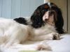 King Charles Spaniel Hund