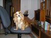 King Charles Spaniel Hund