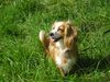 King Charles Spaniel Hund