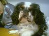 King Charles Spaniel Hund