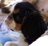 King Charles Spaniel Hund