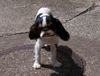 King Charles Spaniel Hund