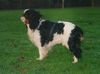 King Charles Spaniel Hund