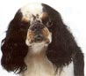 King Charles Spaniel, English Toy Spaniel