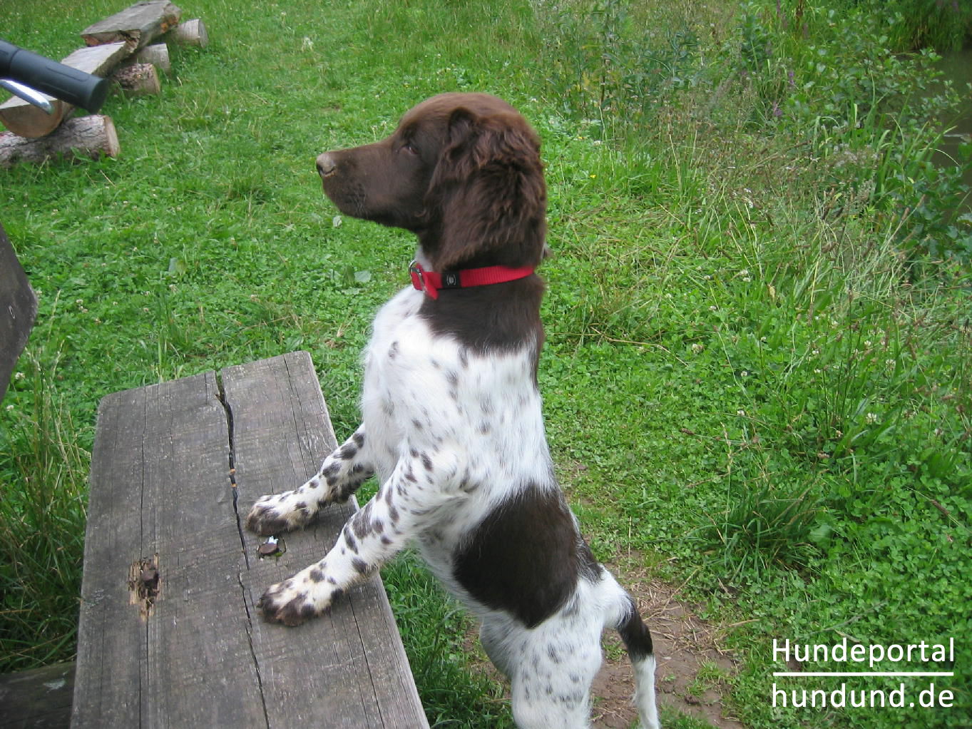 Kleiner Münsterländer, Kleiner Münsterländer Vorstehhund, Heidewachtel ...