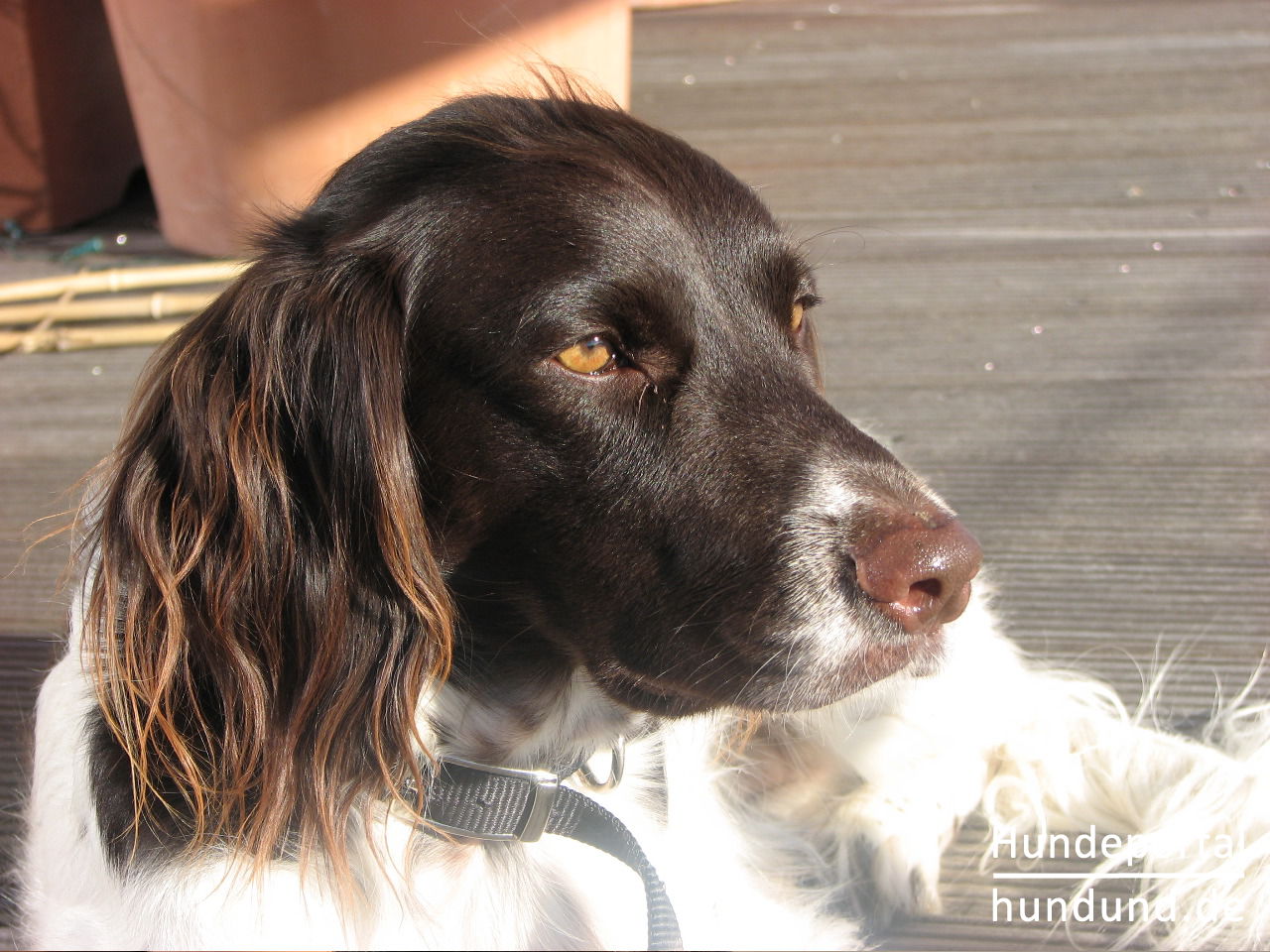 Kleiner Münsterländer, Kleiner Münsterländer Vorstehhund, Heidewachtel ...