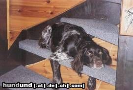 Kleiner Münsterländer Hunde Foto 17101 Kleiner Münsterländer das ist meine treppe