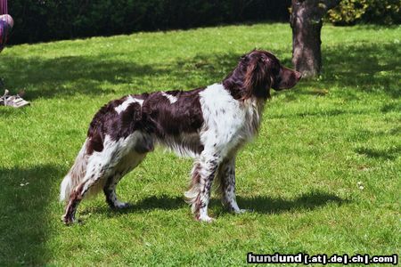 Kleiner Münsterländer Hunde Foto 44078 in höherer Auflösung ansehen Kleiner Münsterländer Gleich geht's los.....