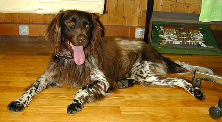 Kleiner Münsterländer Hunde Foto 33671 in höherer Auflösung ansehen Kleiner Münsterländer maxi 2 1/2 jahre