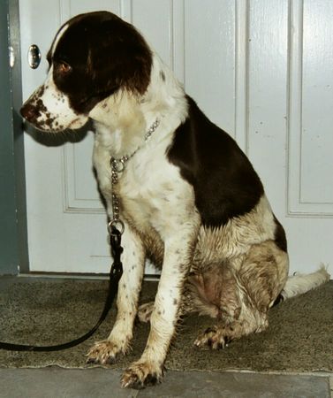 Kleiner Münsterländer Hunde Foto 2354 Kleiner Münsterländer Django 7 monaten.Ich mich gut amusiert,aber jetz darf ich nicht mehr rein.