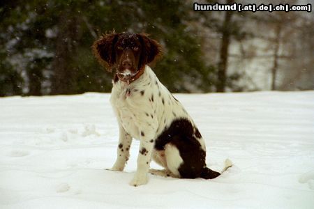 Kleiner Münsterländer Hunde Foto 10114 Kleiner Münsterländer Rica - schön ist es, mal im Schnee zu sein