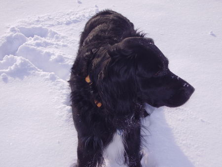 Kleiner Münsterländer Hunde Foto 29861 Kleiner Münsterländer Rico 3 1/2 Jahre