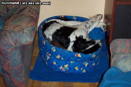 Kleiner Münsterländer Hunde Foto 6321 Kleiner Münsterländer Sammy in seinem Lieblingsschlafnestchen