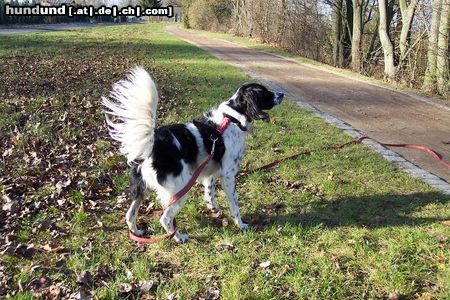Kleiner Münsterländer Hunde Foto 22388 Kleiner Münsterländer Sammy beim Spaziergang
