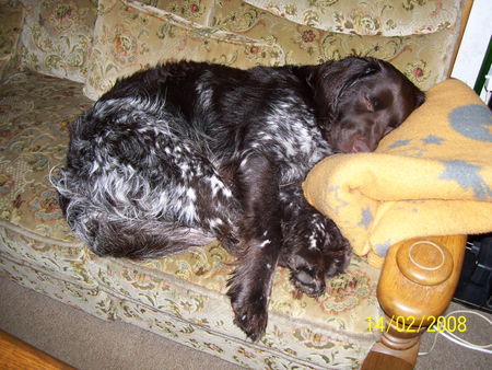 Kleiner Münsterländer Hunde Foto 41241 in höherer Auflösung ansehen Kleiner Münsterländer ach bin ich glücklich auf meinen Sofa