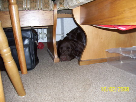 Kleiner Münsterländer Hunde Foto 41242 in höherer Auflösung ansehen Kleiner Münsterländer dasso hat sich versteckt,sieht mich jemand?