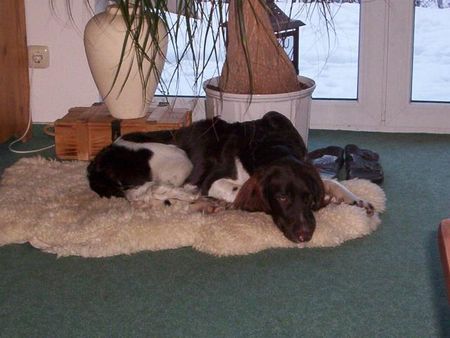 Kleiner Münsterländer Hunde Foto 28816 in höherer Auflösung ansehen Kleiner Münsterländer Chico ist glücklich