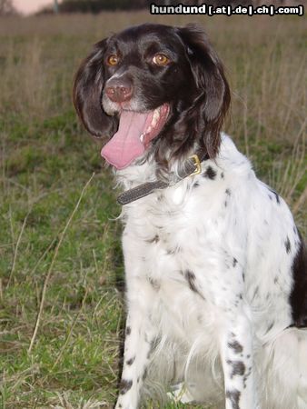 Kleiner Münsterländer Hunde Foto 6397 Kleiner Münsterländer Lea