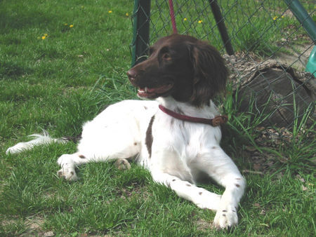 Kleiner Münsterländer Hunde Foto 27143 in höherer Auflösung ansehen Kleiner Münsterländer Münsti im Tiefschlaf