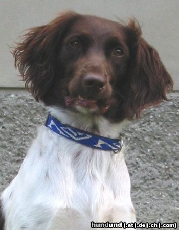 Kleiner Münsterländer Hunde Foto 9657 Kleiner Münsterländer Etwas