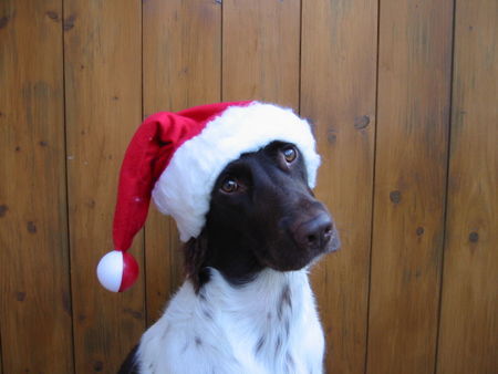 Kleiner Münsterländer Hunde Foto 27144 in höherer Auflösung ansehen Kleiner Münsterländer Weihnachtsmünsti
