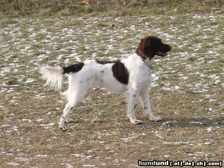 Kleiner Münsterländer Hunde Foto 9655 Kleiner Münsterländer Nina auf der Freilaufwiese
