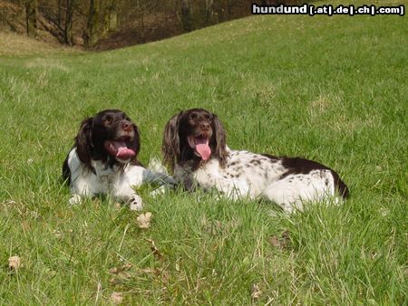 Kleiner Münsterländer Hunde Foto 6395 Kleiner Münsterländer Lea & Sheila