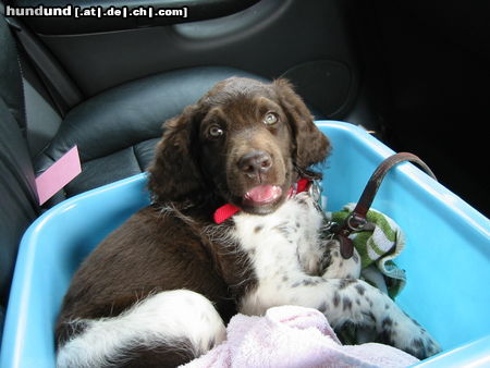 Kleiner Münsterländer Hunde Foto 24361 in höherer Auflösung ansehen Kleiner Münsterländer Unja v. d. Anbiete ... Auto fahren!