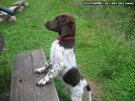 Kleiner Münsterländer Hunde Foto 24339 in höherer Auflösung ansehen Kleiner Münsterländer Unja