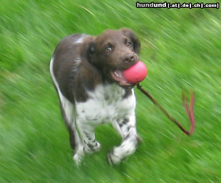 Kleiner Münsterländer Hunde Foto 24544 in höherer Auflösung ansehen Kleiner Münsterländer