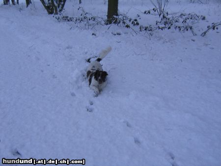 Kleiner Münsterländer Hunde Foto 20432 Kleiner Münsterländer oh, war das ein toller Winter....