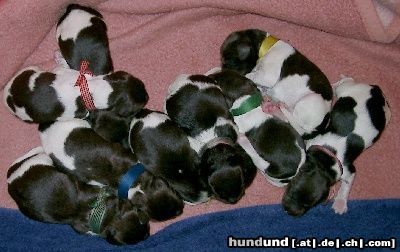 Kleiner Münsterländer Hunde Foto 22521 Kleiner Münsterländer wir sind die ganz neuen KLMs von Luzy