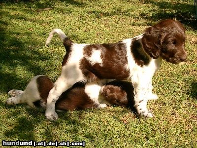 Kleiner Münsterländer Hunde Foto 24075 in höherer Auflösung ansehen Kleiner Münsterländer AYLA et.al. beim Wrestling
