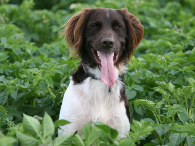 Kleiner Münsterländer Hunde Foto 39174 in höherer Auflösung ansehen Kleiner Münsterländer Max *01.05.05
