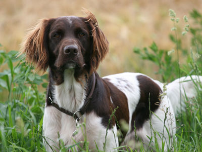 Kleiner Münsterländer Hunde Foto 39175 in höherer Auflösung ansehen Kleiner Münsterländer Max *01.05.05
